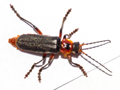 Cantharis rustica